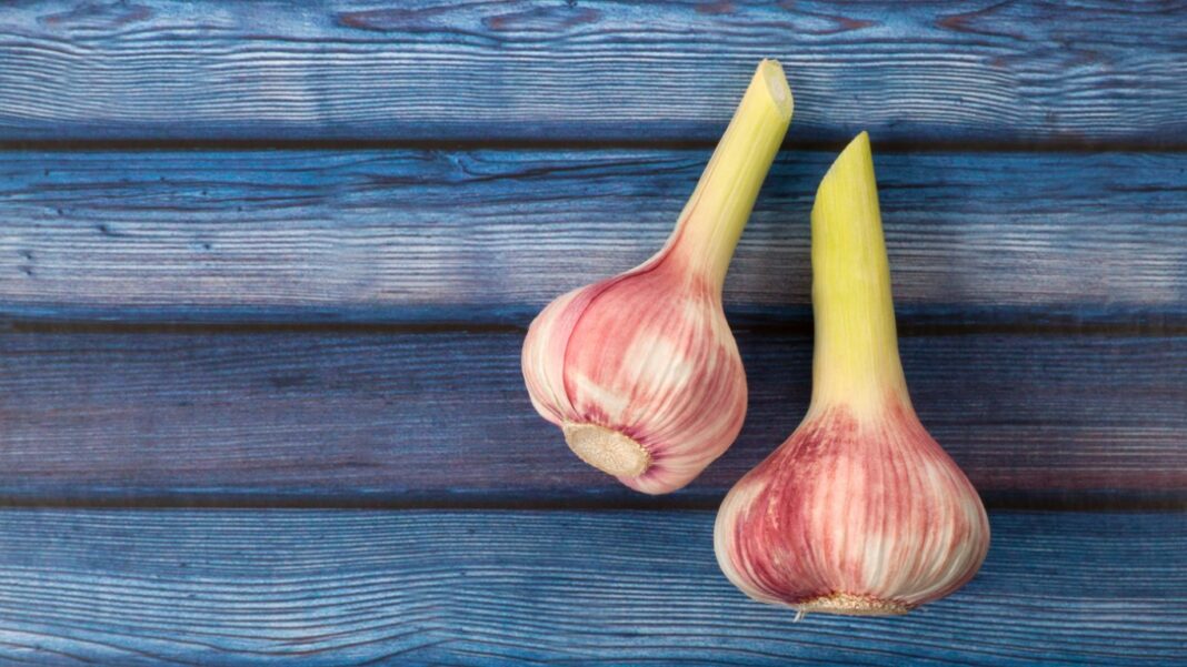 Comment Bien Conserver De L Ail Mon Potager