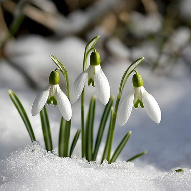 perce neige fleurs qui pousse dans la neige edelweis 2