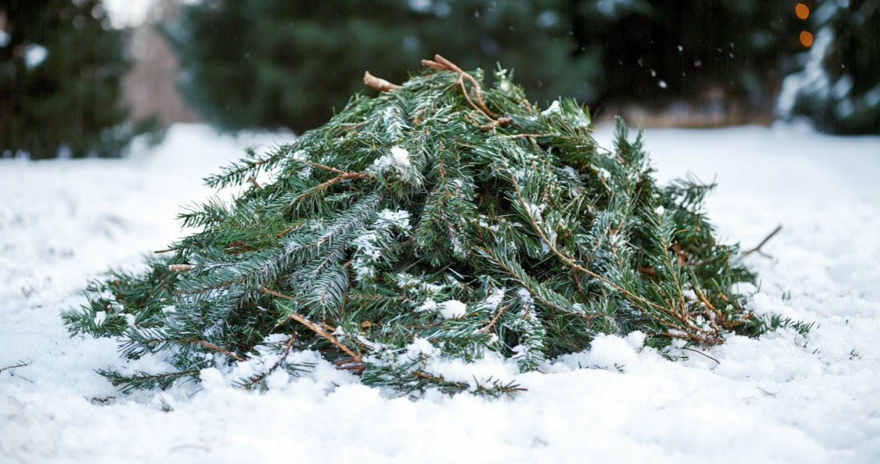 branche arbre de noel refuge oiseau jardin recyclage 