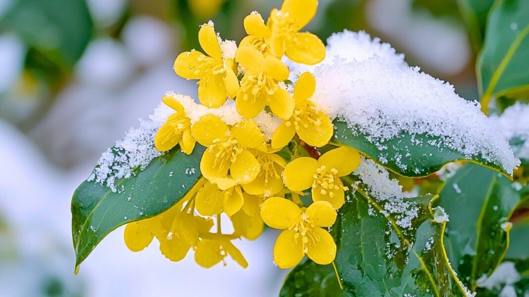 plantes jaune qui fleurissent hiver neige