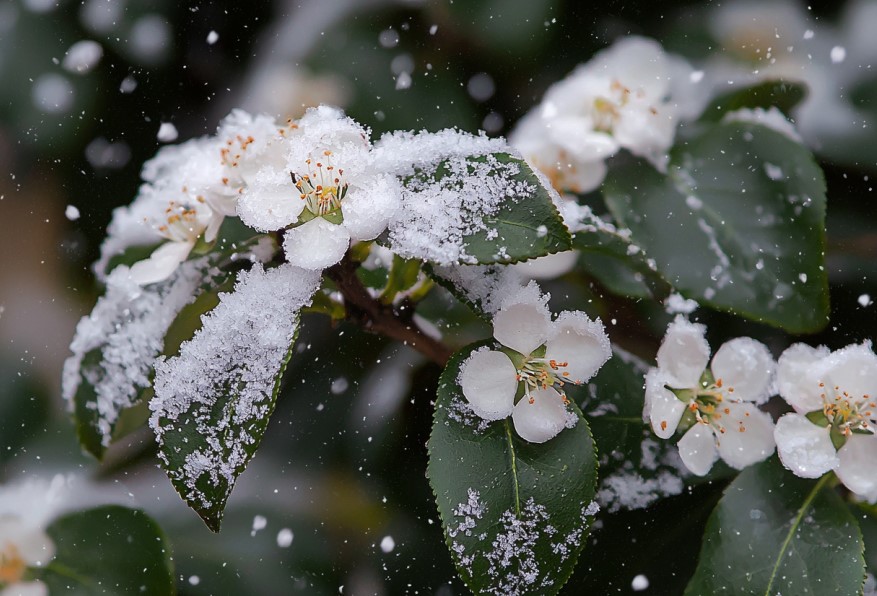 plantes qui fleurissent hiver neige