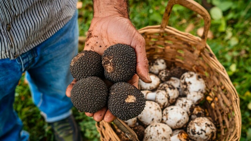 cutiver la truffe au jardin