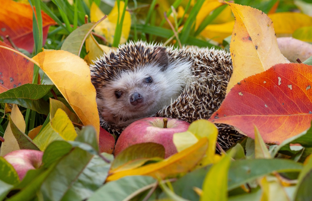 herisson au jardin signes 